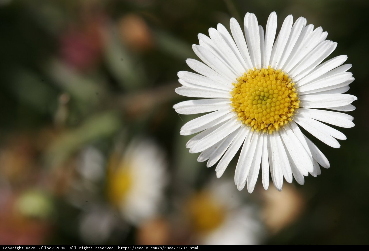 White Daisy with Yellow Center
