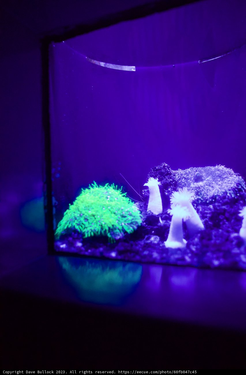 The Dazzling Depths: A Purple Hued Underwater Show