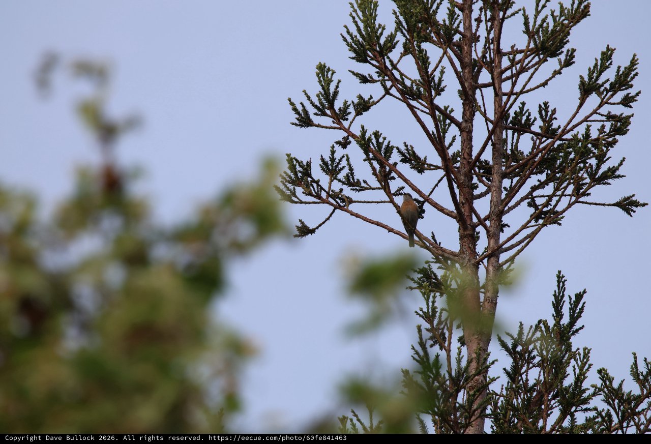 Small Bird Perched in Conifer Tree at Dusk