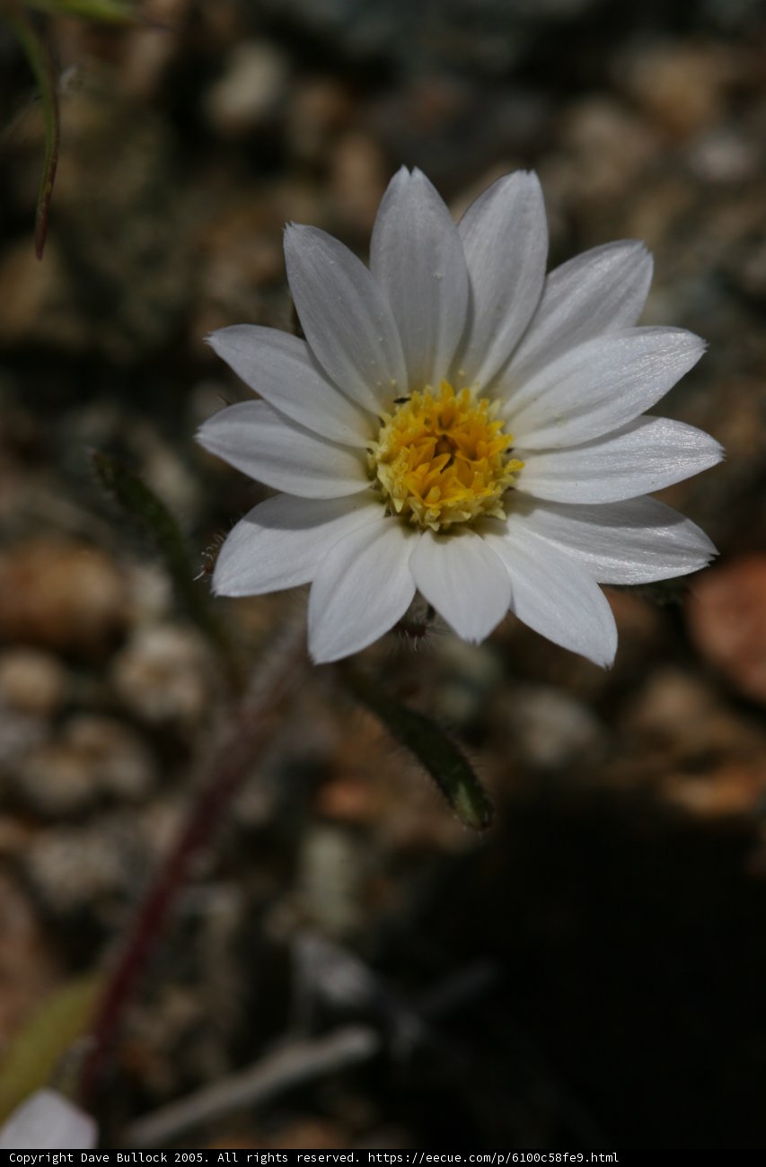 Simplicity in Bloom