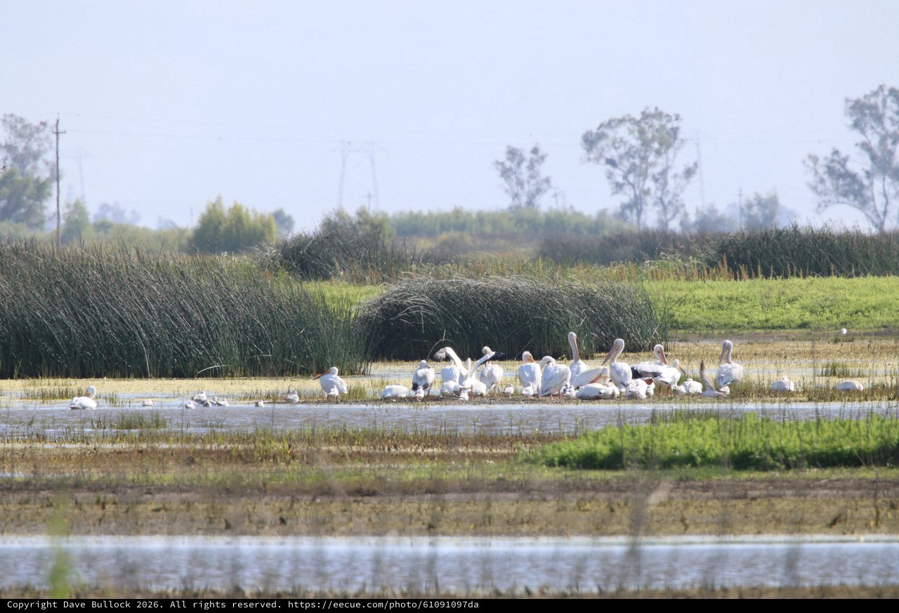 Flock of American White Pelicans at Wetland Refuge