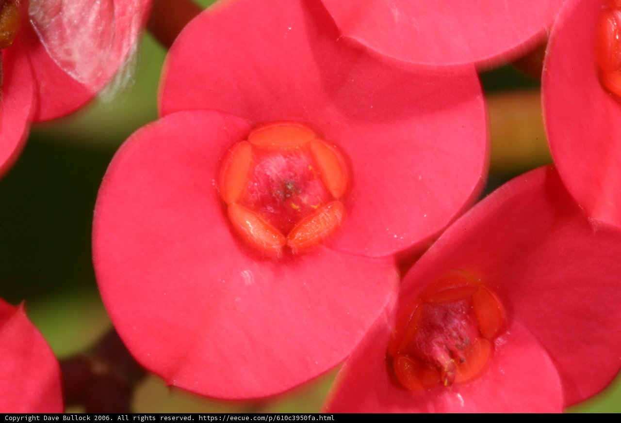 Red Flower Close-Up