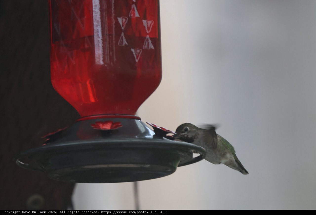 Hummingbird Feeding at Red Nectar Feeder
