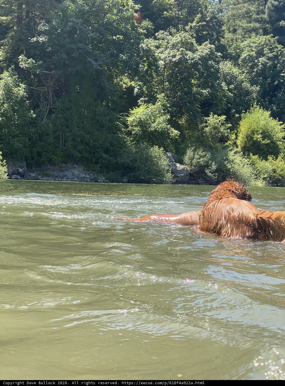 Brown Bear Taking a Dip in Monte Rio River