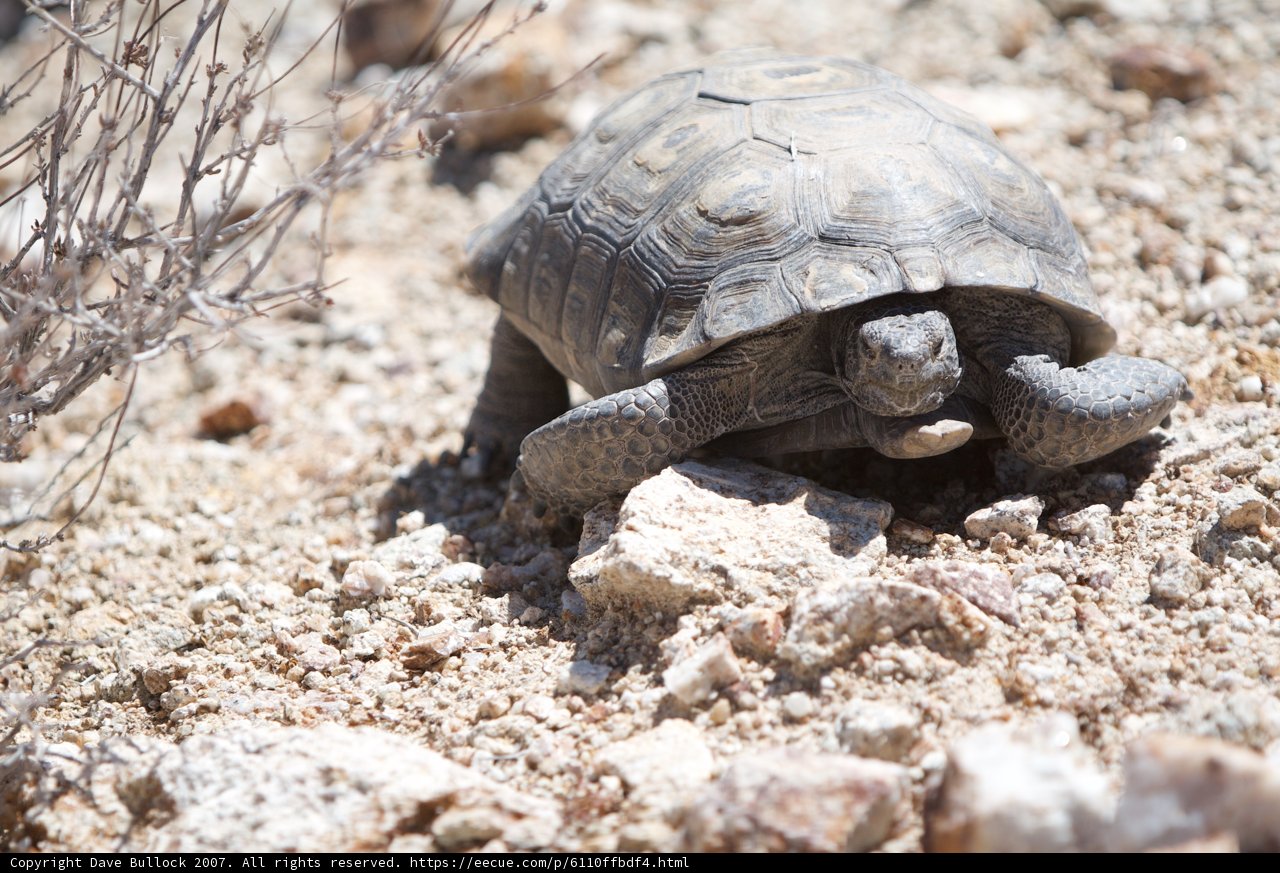 Desert Tortoise