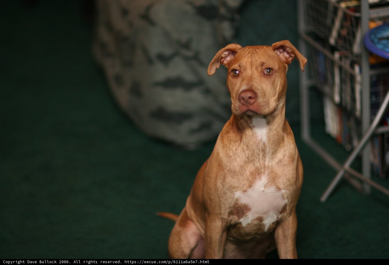 The Loyal Canine