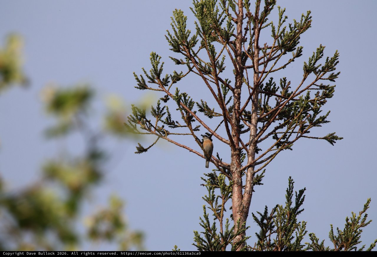 Cedar Waxwing Perched on Conifer Branch at Dusk