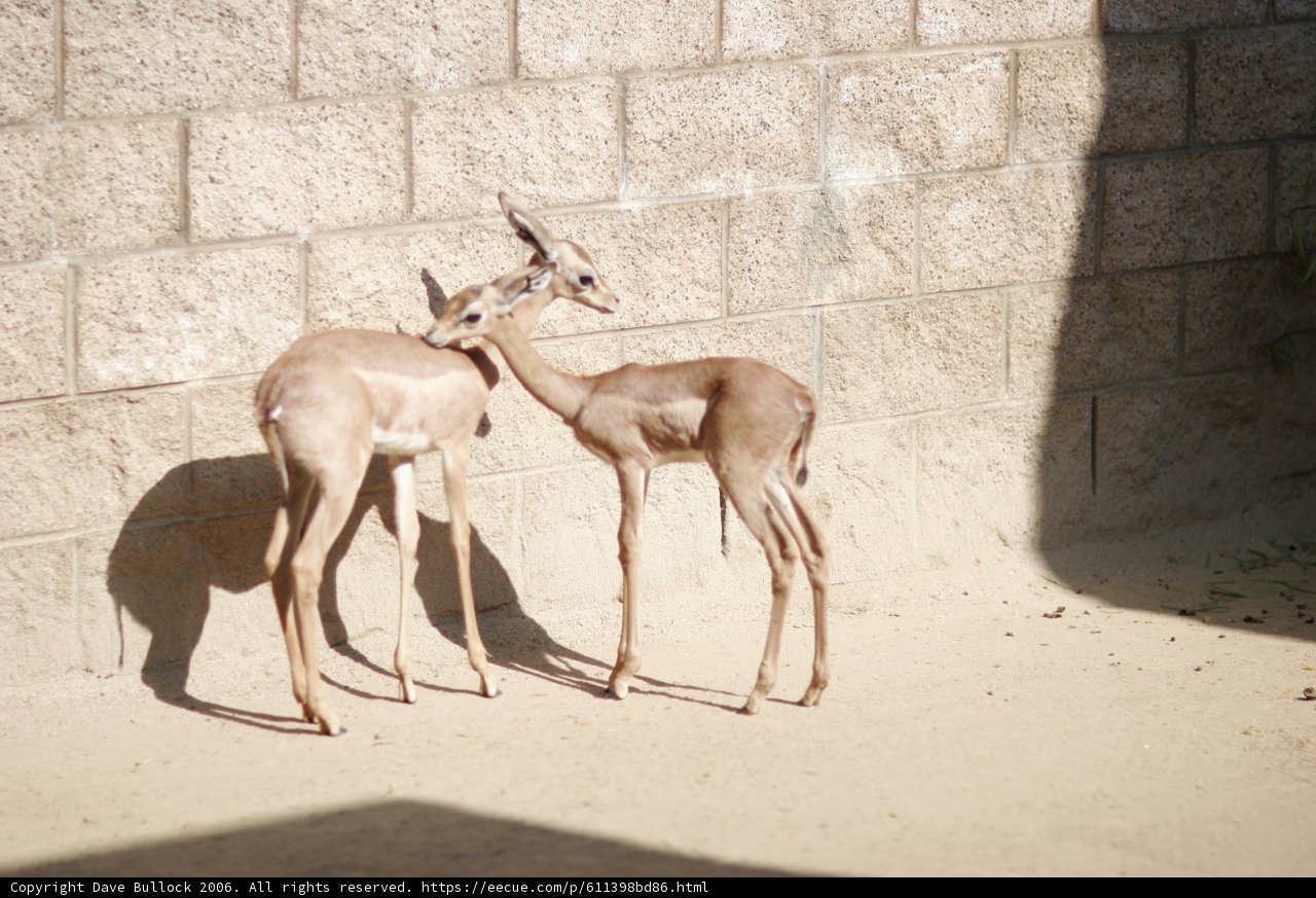 Two Gazelles Strike a Pose