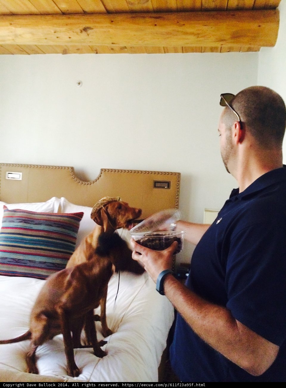 Man and Dogs Relaxing on Couch