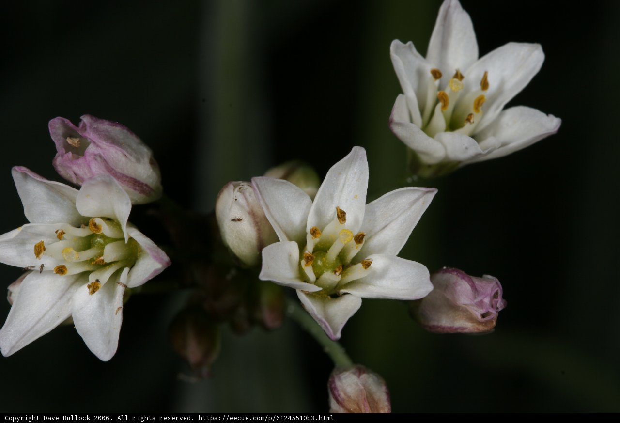 White Flowers with Green Centers