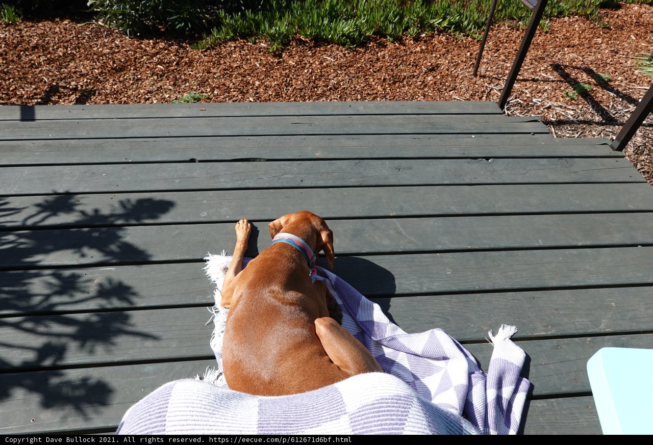 Relaxing Beagle on a Wooden Deck