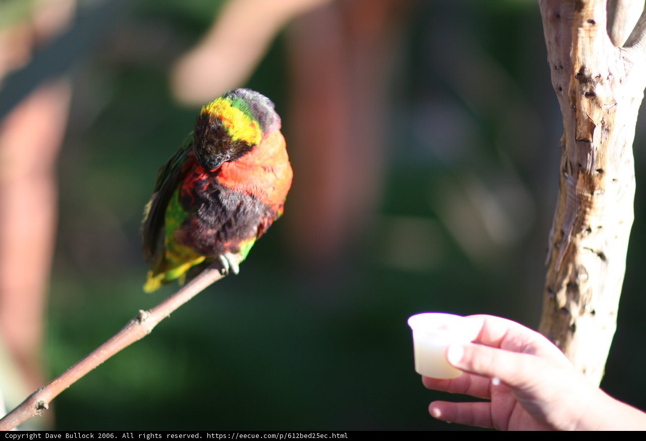 Bright Bird on Branch