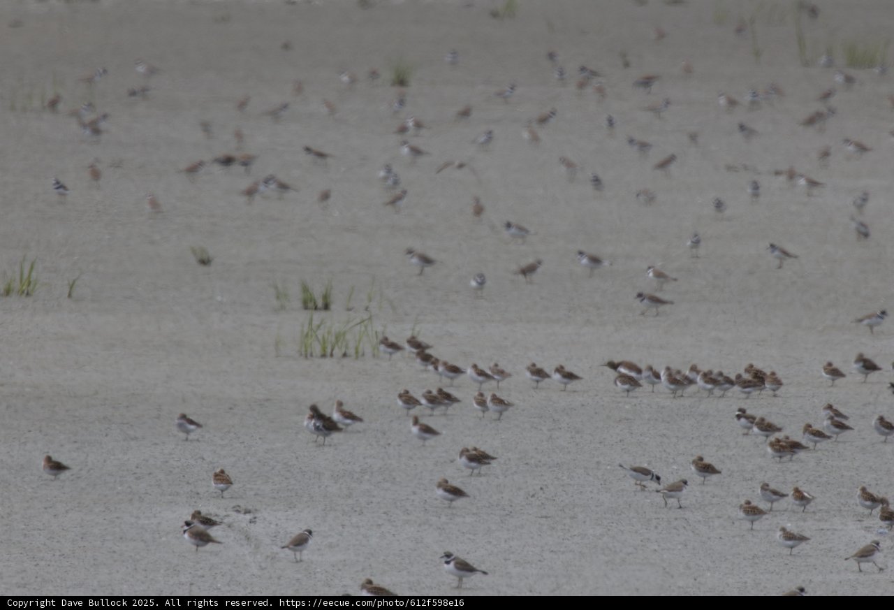 A Symphony of Wings