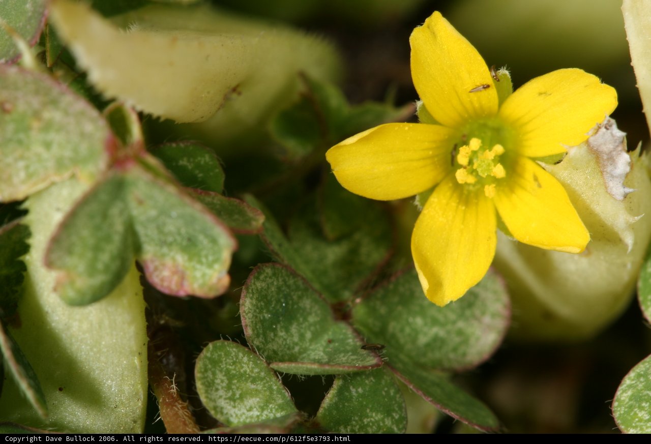 Glowing Yellow Begonia
