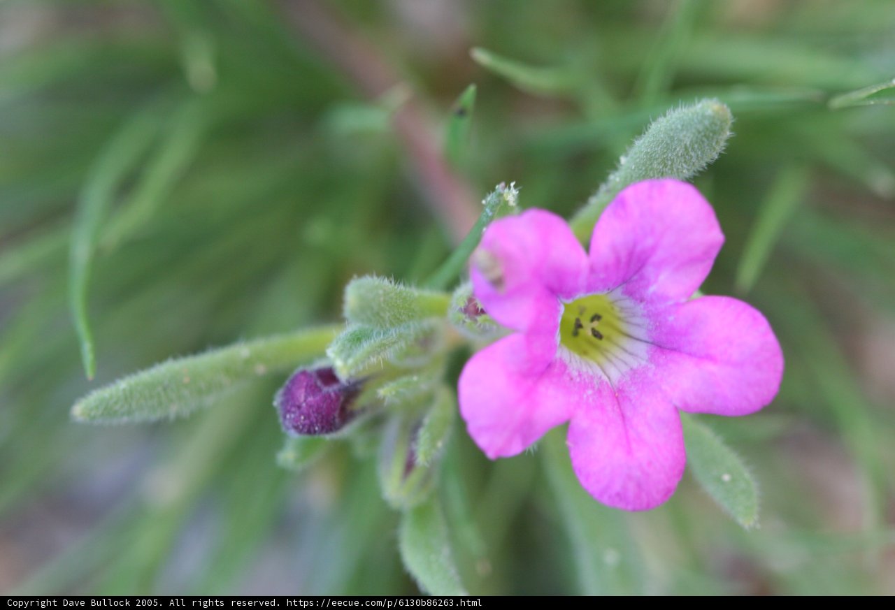 Pretty in Pink