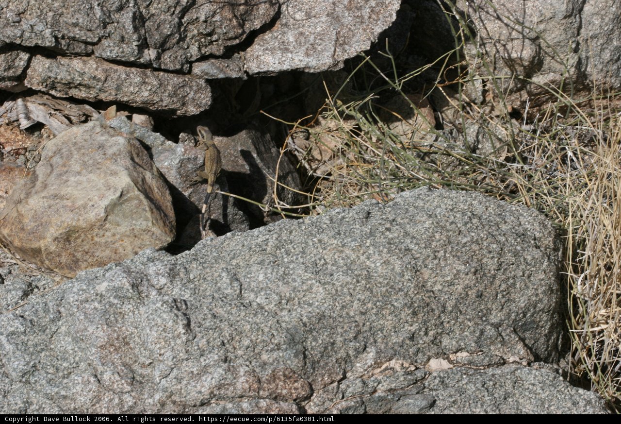 Perched on a Rock
