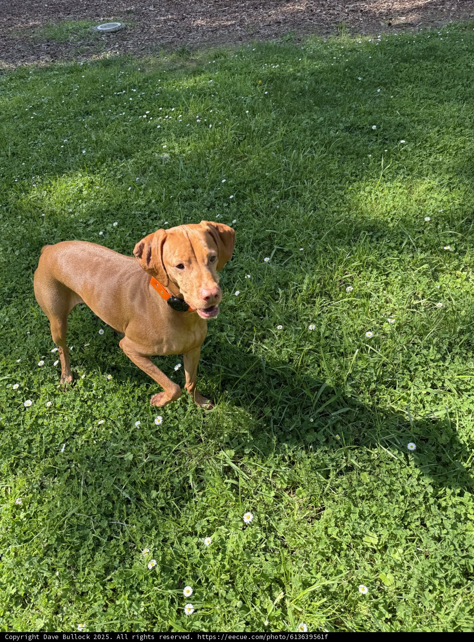 Joyful Day in the Grass