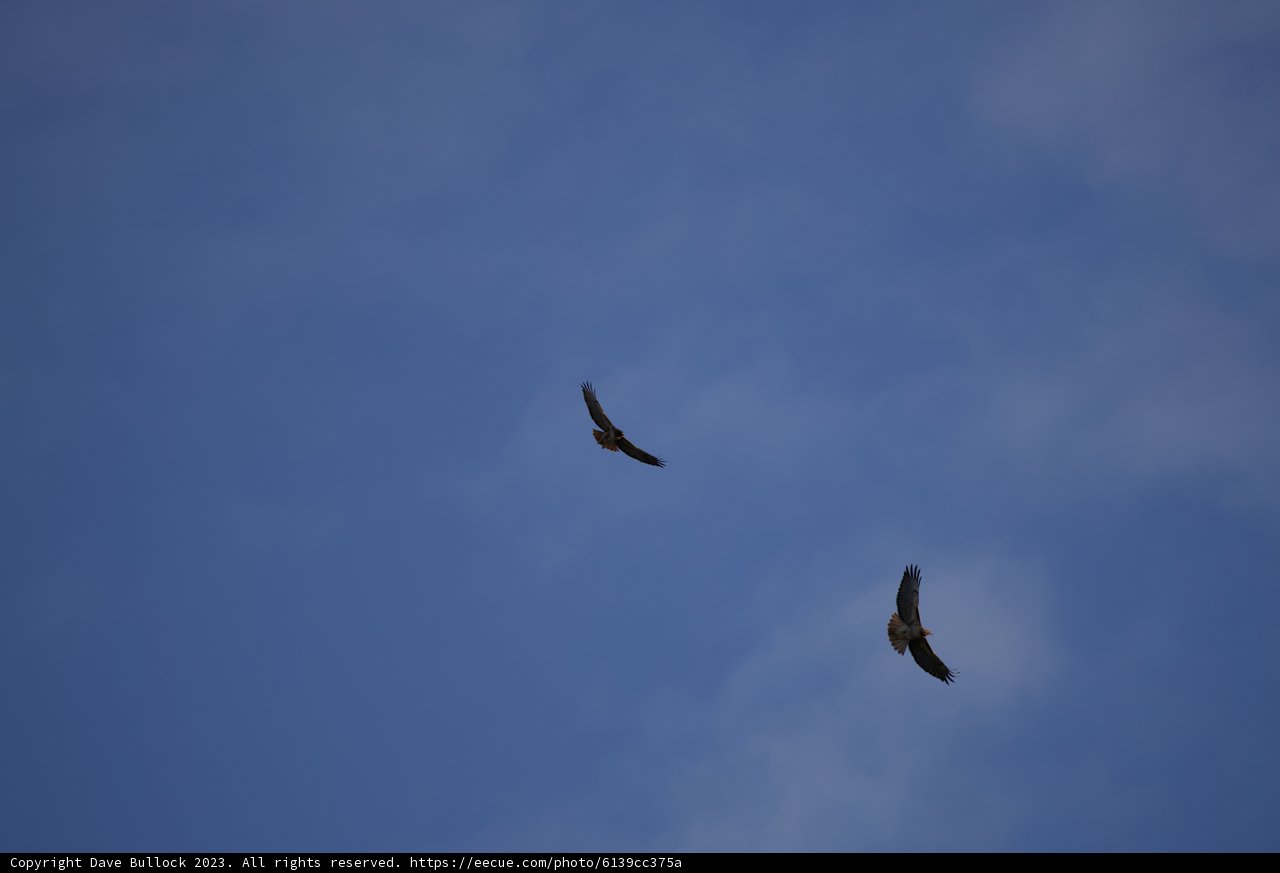 Duel in the Blue: Vultures of Lake Merced