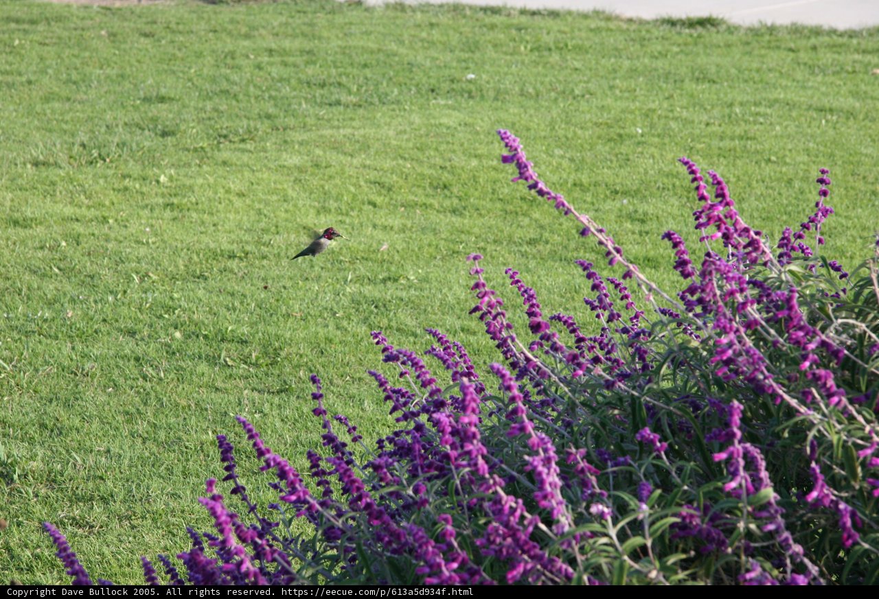Lone Bird on Verdant Field