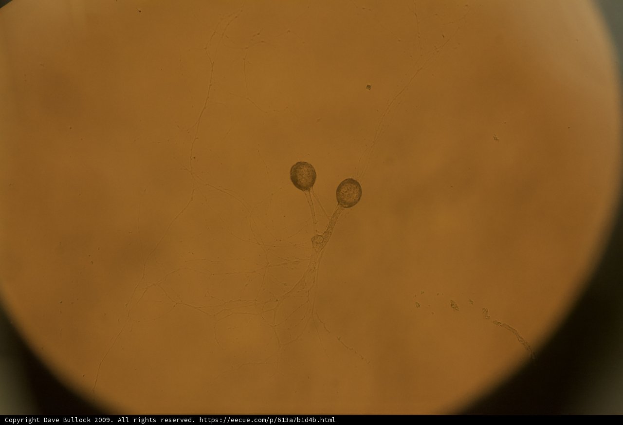 Mystery Brown Object