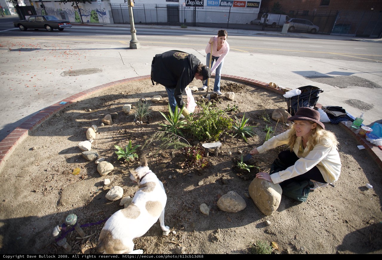 Community Volunteers Transform Urban Intersection with Guerrilla Garden