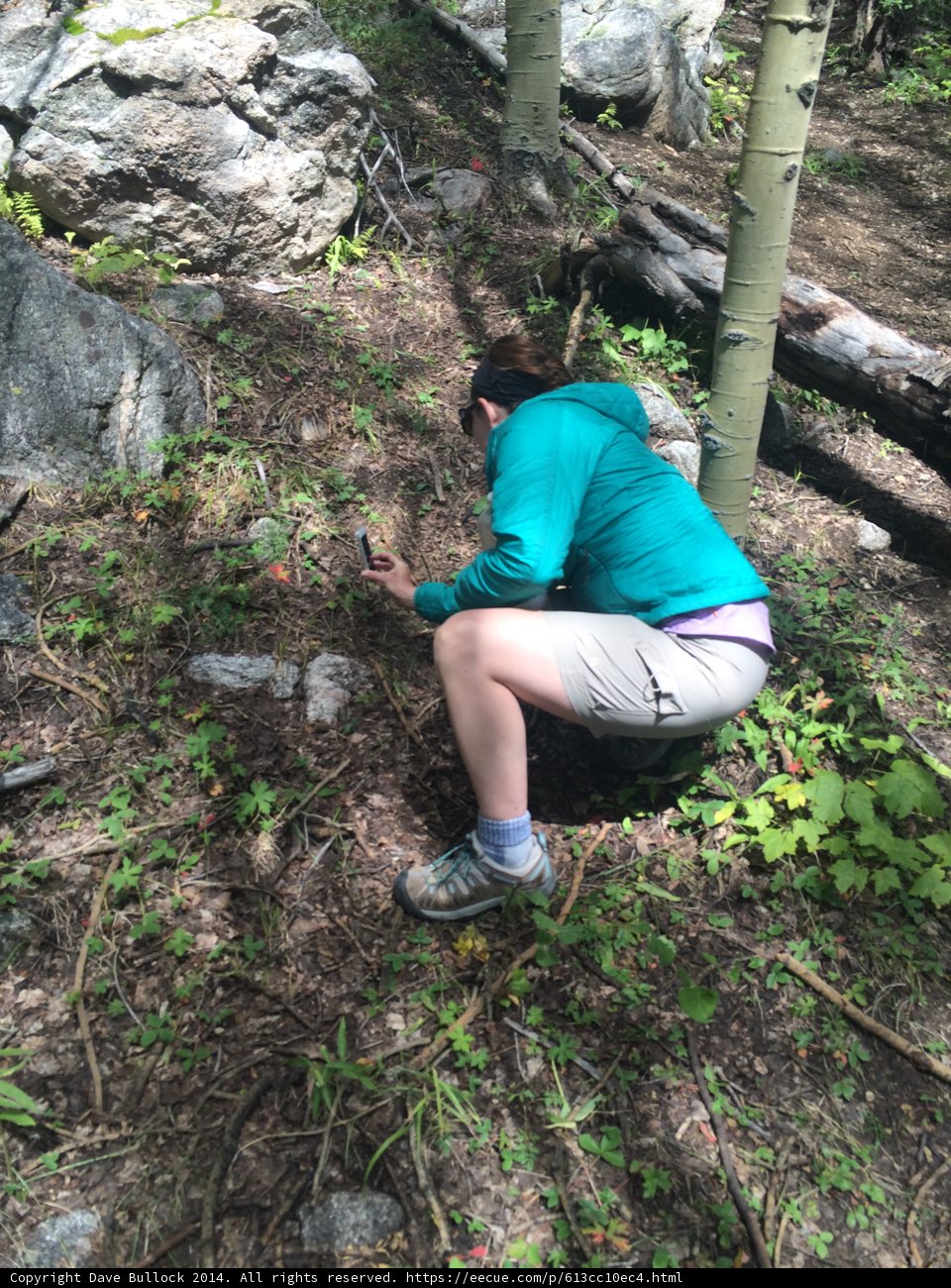 Woodland Adventure