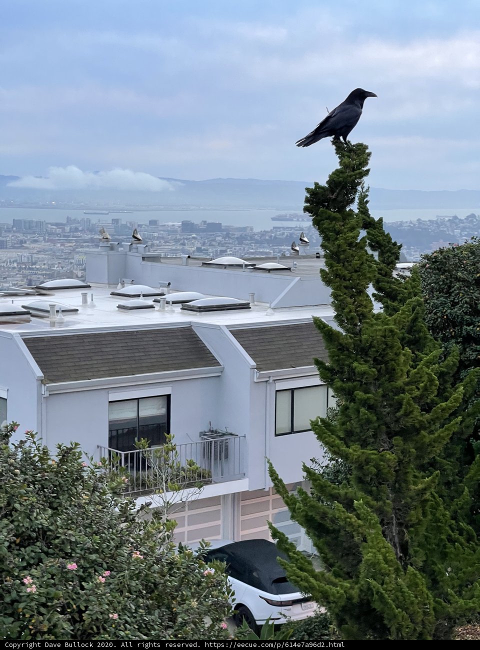 The Crow's Perch