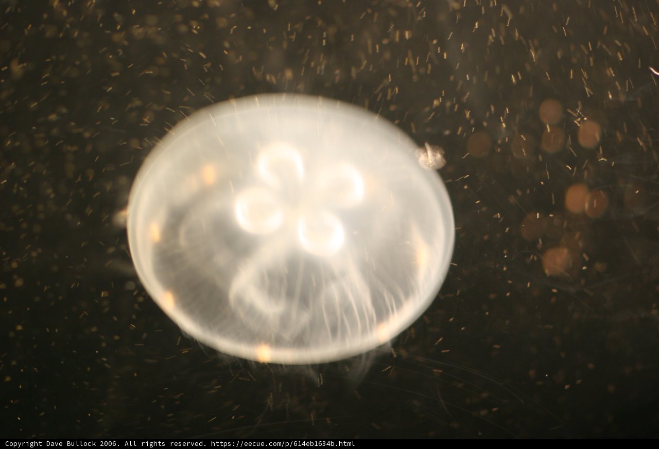 Beautiful sea creatures