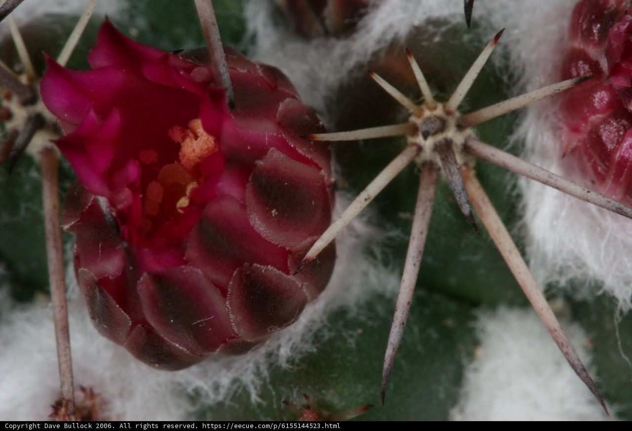 Scarlet Cactus Flower