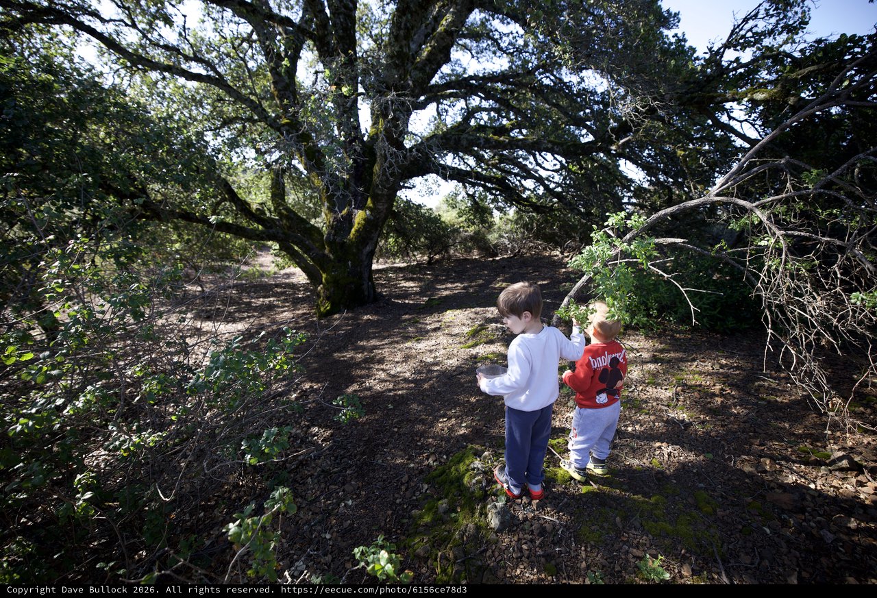 Two Children Exploring Ancient Oak Woodland Together