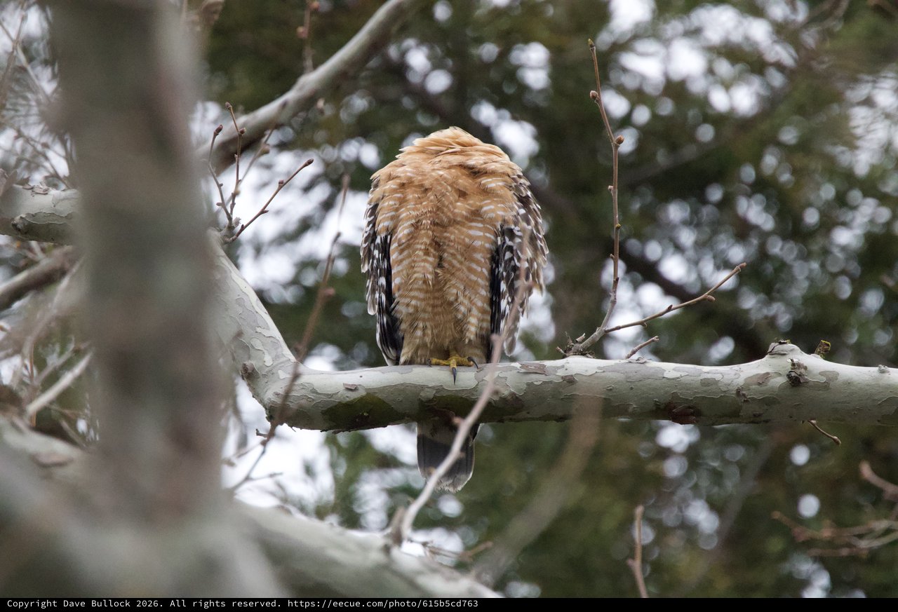 Red-shouldered Hawk Perched in Winter Trees