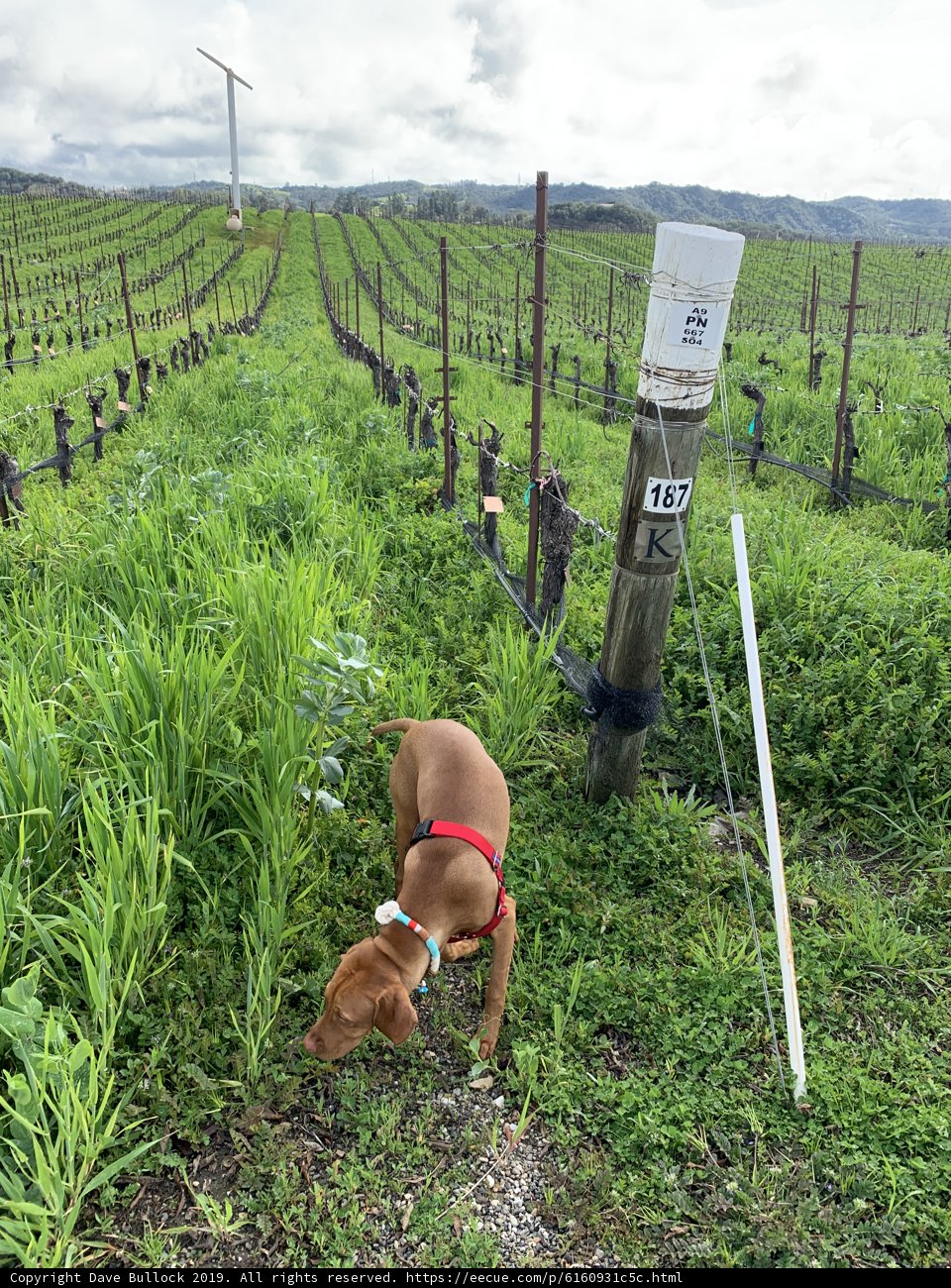 Doggy Vineyard Explorer