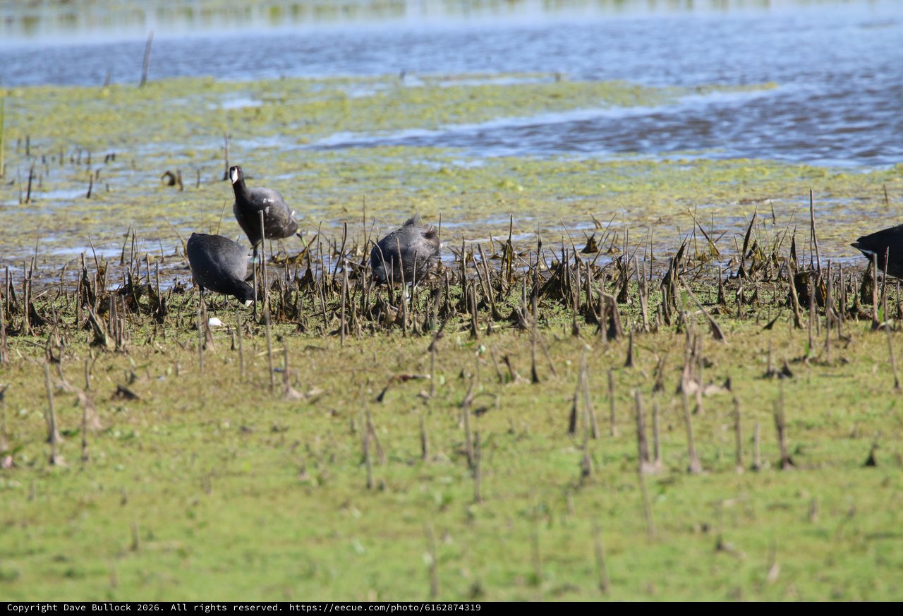 American Coots Foraging in Flooded Agricultural Wetlands