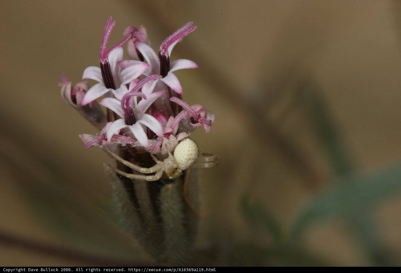 Spider and Flower