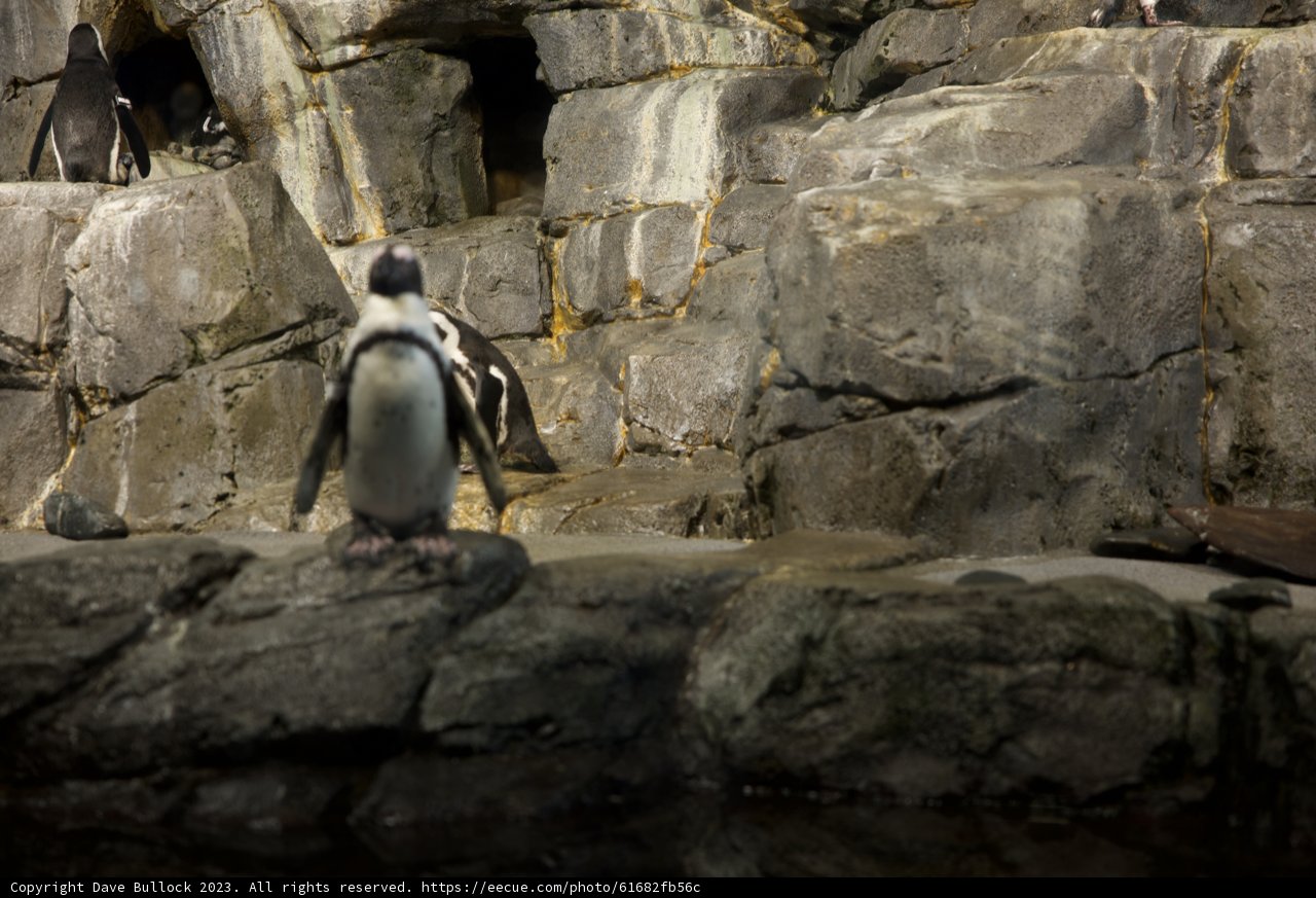 Majestic Penguin on Monterey Rock!