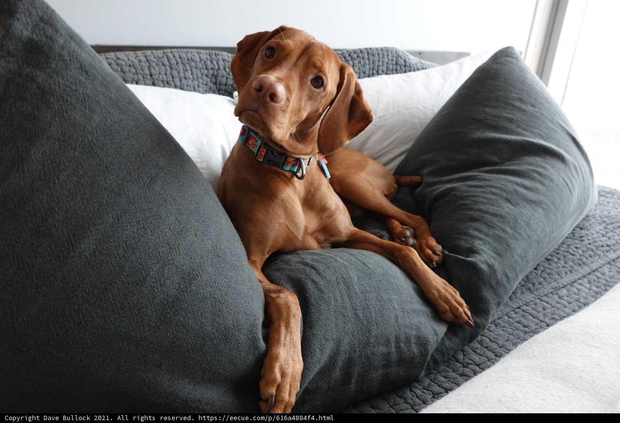 Resting Pup on Plush Pillows