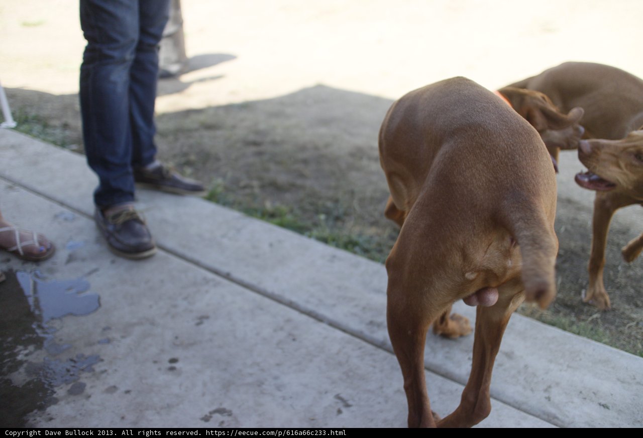 Sad Vizsla on the Sidewalk