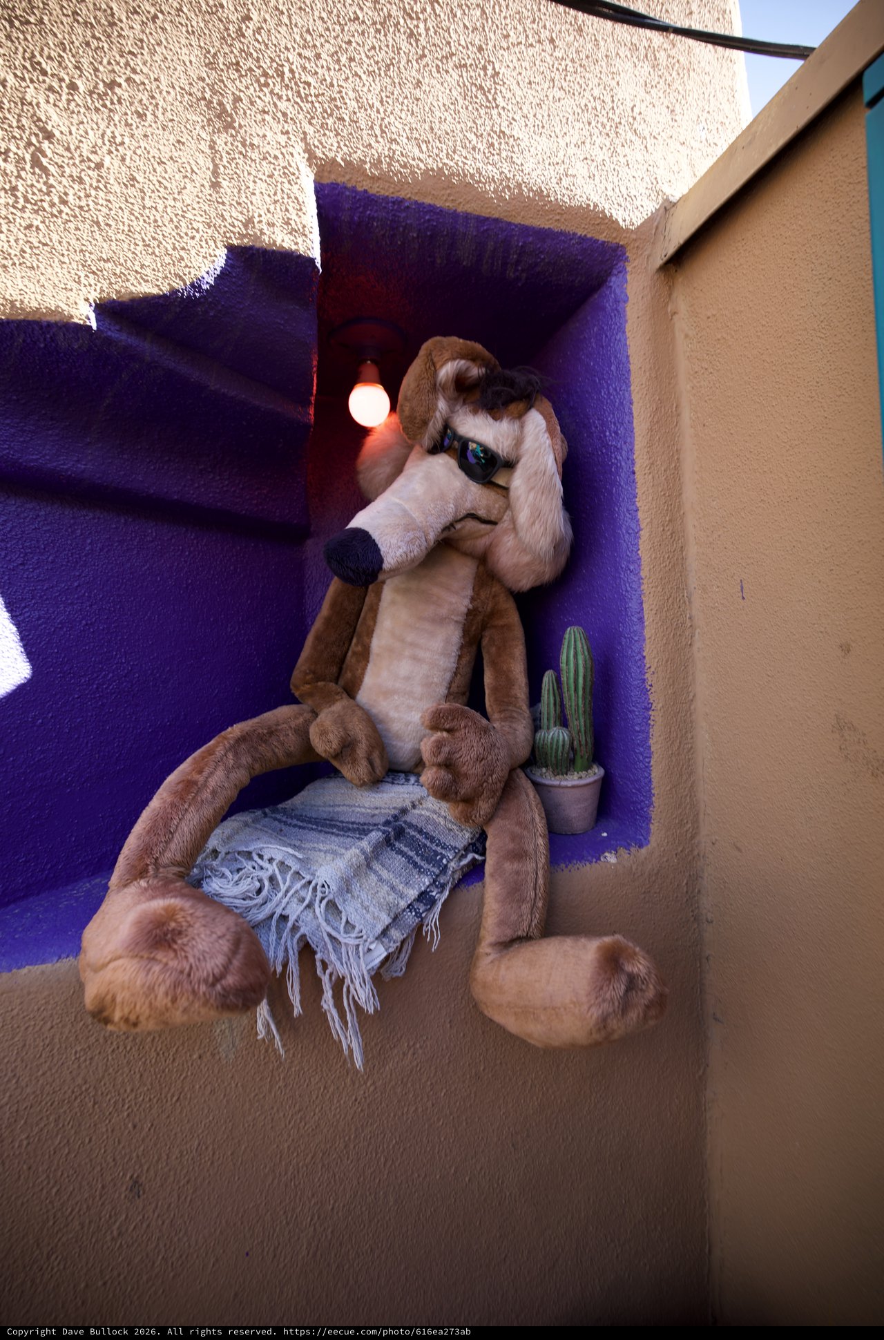 Plush Dog Relaxing in Purple Adobe Alcove