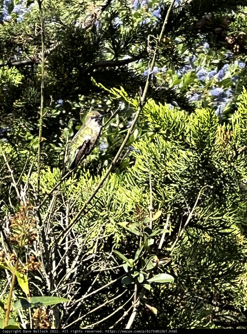 Perched on a Coniferous Branch