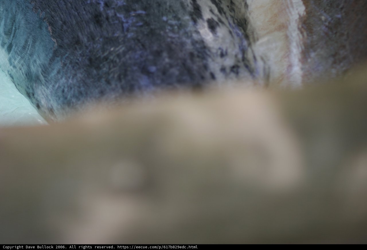 Majestic Whale's Close-Up