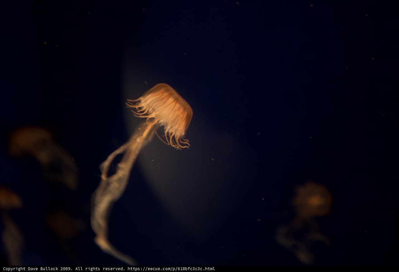 Sea Life under the Night Sky