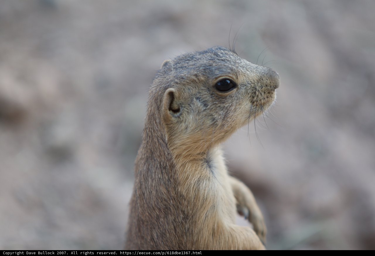 Skyward Stare
