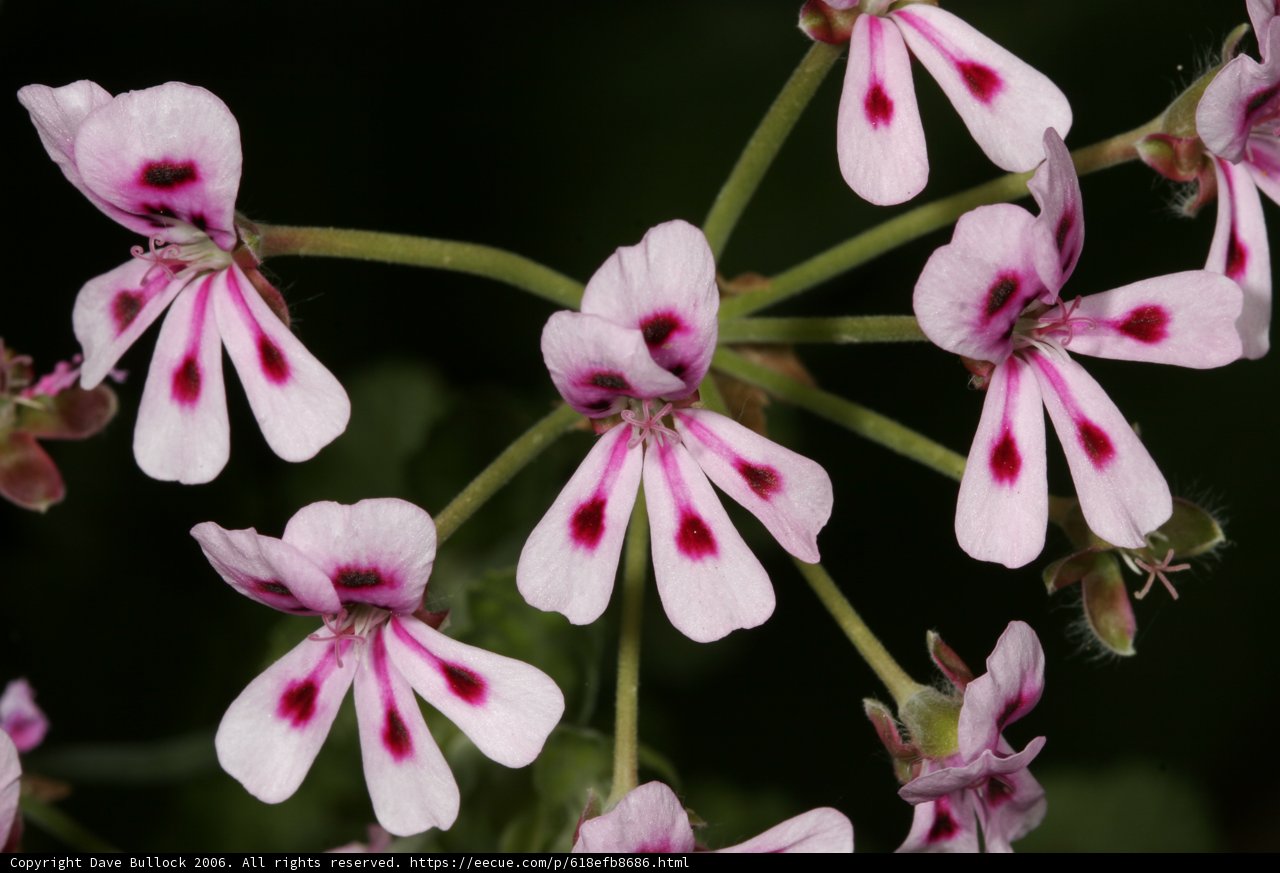 Spotted Geranium Blossom