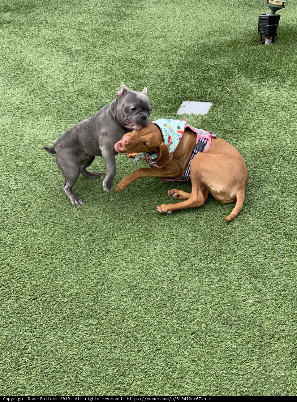 Playtime Pals