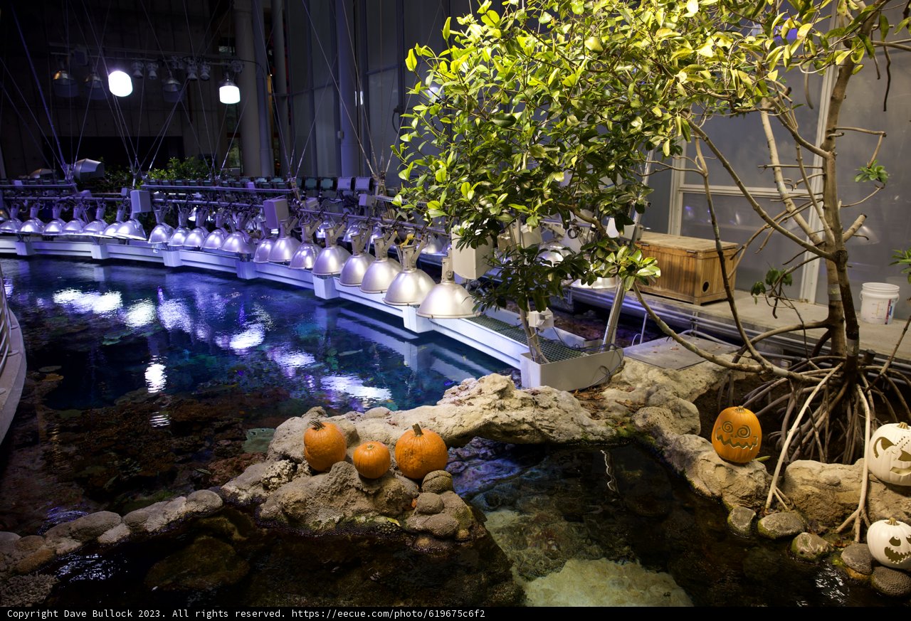 Pumpkin Pond Showcase - A Surreal Fall Display