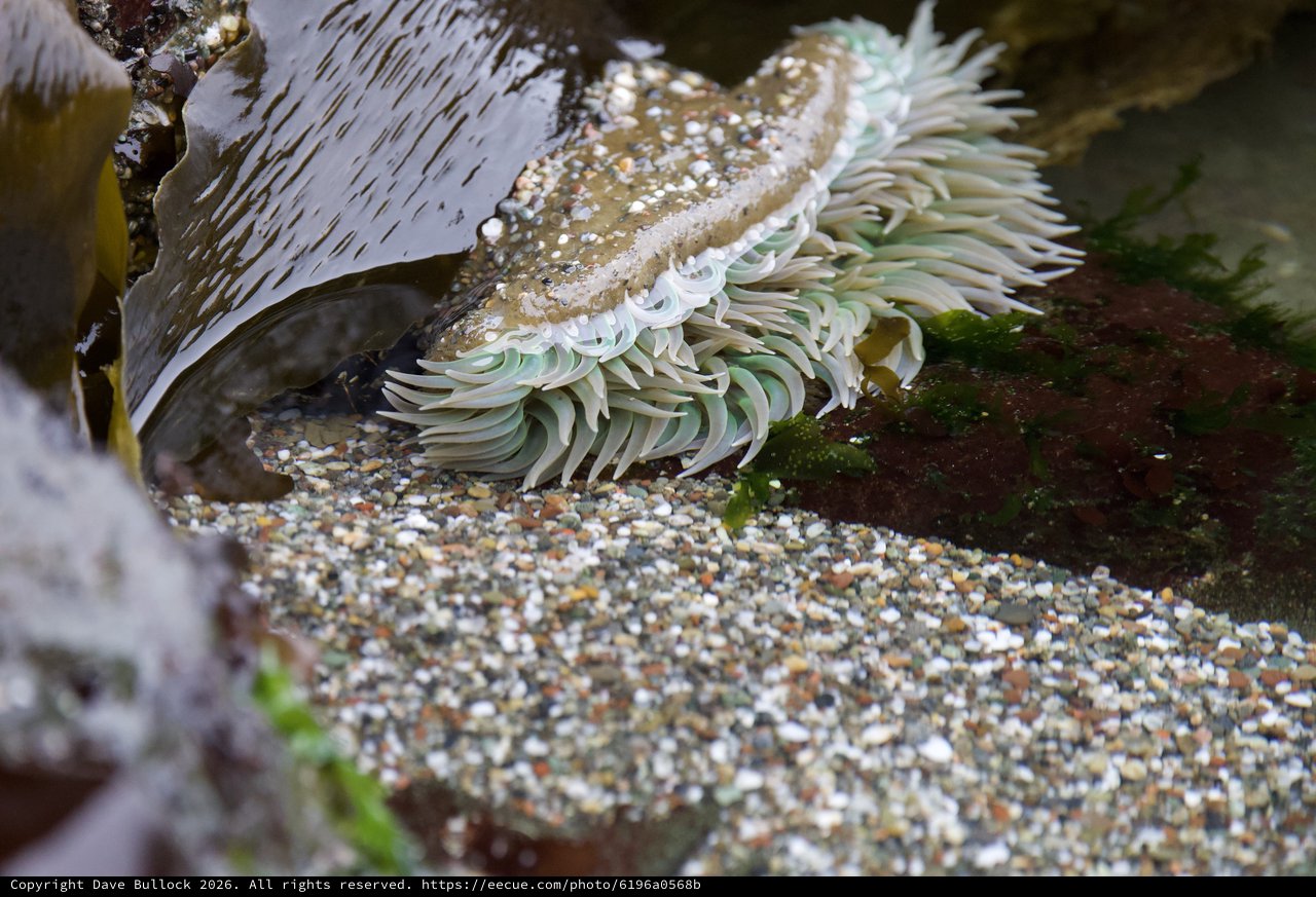 Sea Anemone Sprawled Open in Tidal Pool
