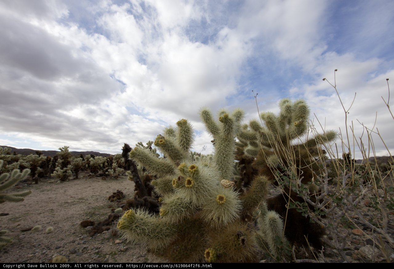 Cactus Oasis