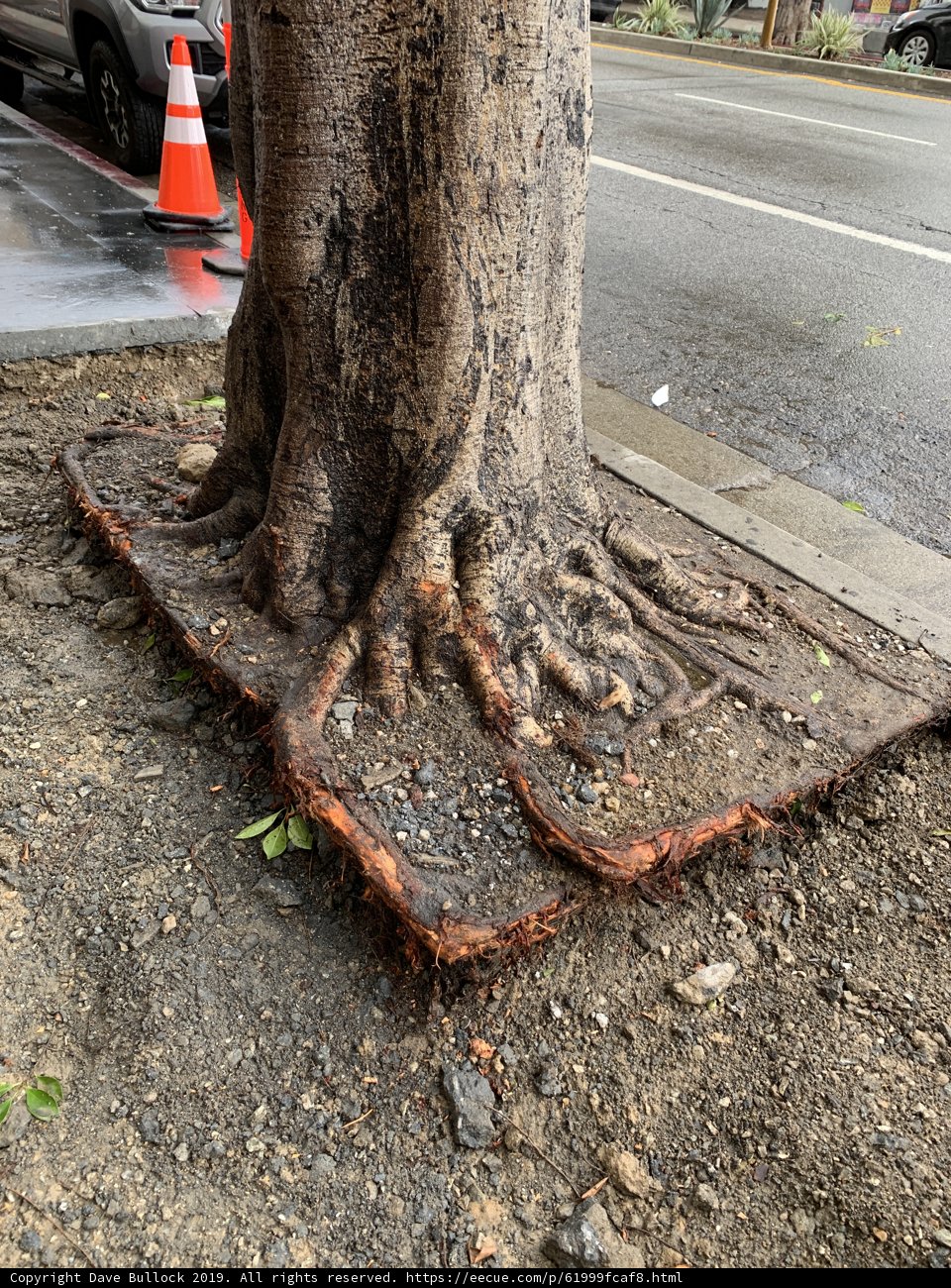 The Unbreakable Tree