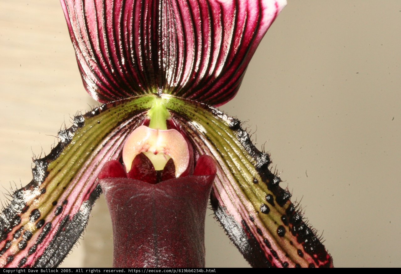 Orchid Bloom With Long Stem