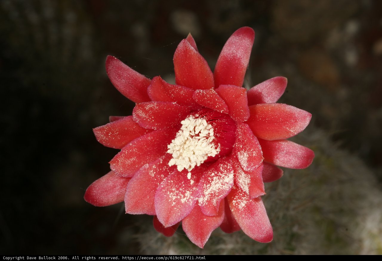 Red Flower on Cactus
